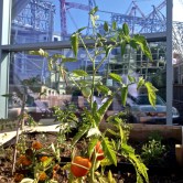 27658484451_8323bbbd4c_o